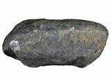 Fossil Whale Ear Bone - Miocene #177760-1